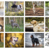 Remington Sporting Dogs Calendar 2024 - All photos