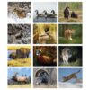 Remington Wildlife Photo Calendar - Image 2